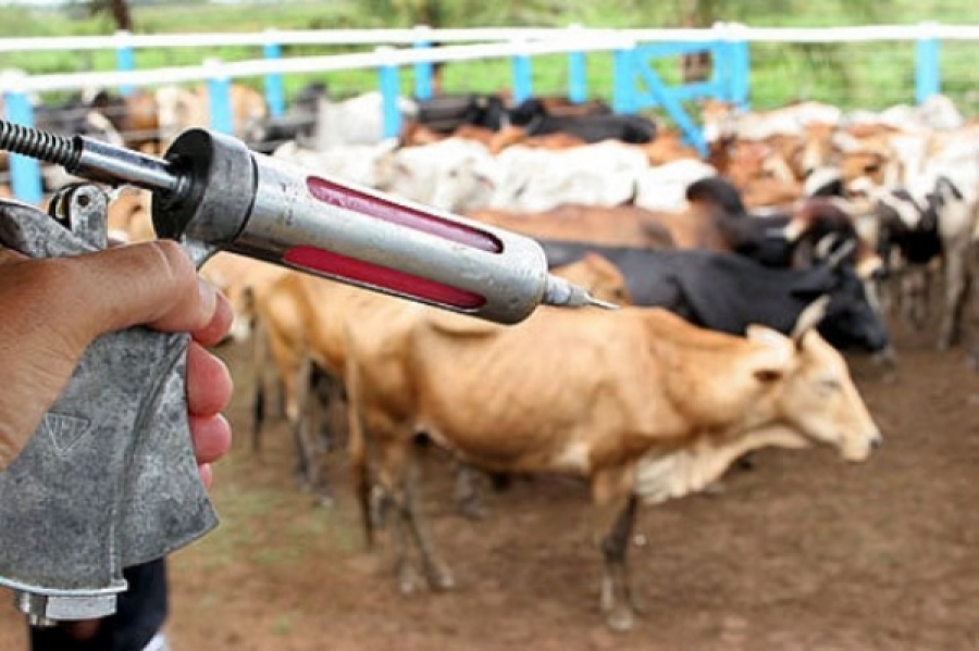 Vacinação bovina contra febre aftosa