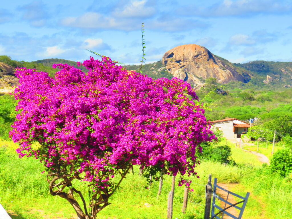 Bougainvillea