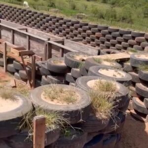 Reciclagem de pneus em currais bovinos