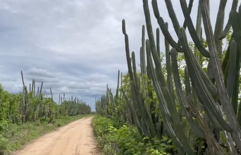 Cerca viva de cactos